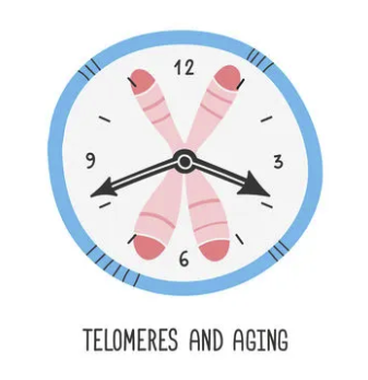 Telomeres And Aging